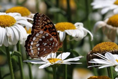 Close-up of butterfly on yellow flowers