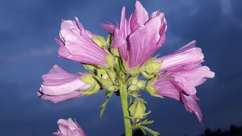 Close-up of pink flowers