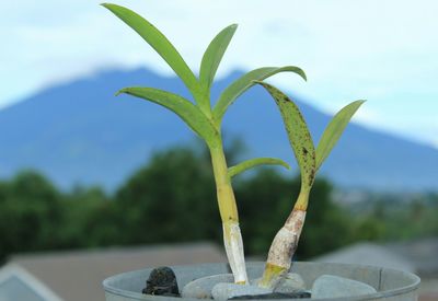 Close-up of plant against sky