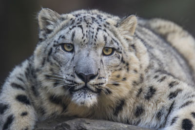 Close-up portrait of snow leopard