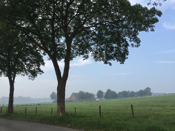 Trees on field against sky