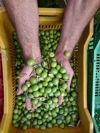 Directly above shot of cropped hands holding olives in crate