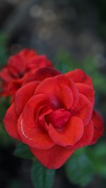 Close-up of red rose blooming outdoors