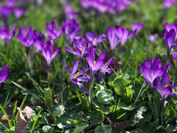 Close-up of purple flowering plants on field