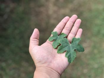 Close-up of hand holding leaf