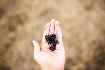 Midsection of person holding fruit