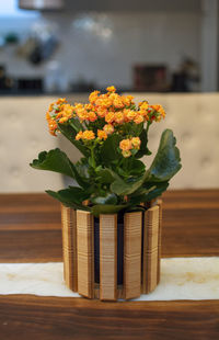 Close-up of potted plant on table