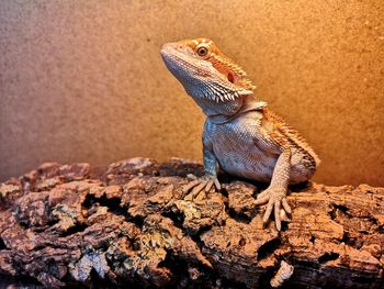 Bearded dragon 