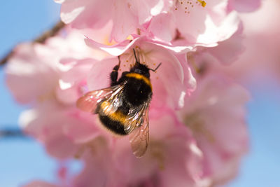 Close-up of bee pollinating on pink flower