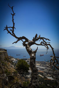 Close-up of dead tree by sea against clear blue sky
