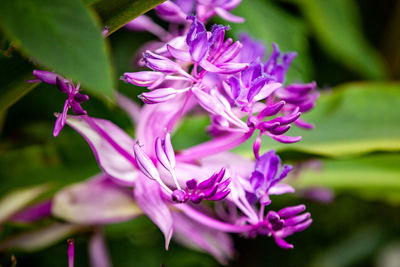 Close-up of pink flowering plant