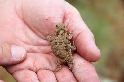 Close-up of hand holding small