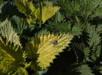 Close-up of a spider on the leaves of a plant, nettle 