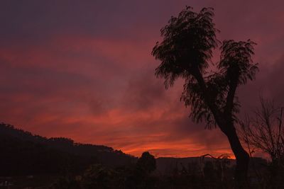 Silhouette tree against sky during sunset