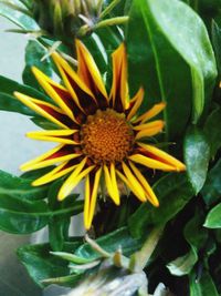 Close-up of yellow flower blooming outdoors