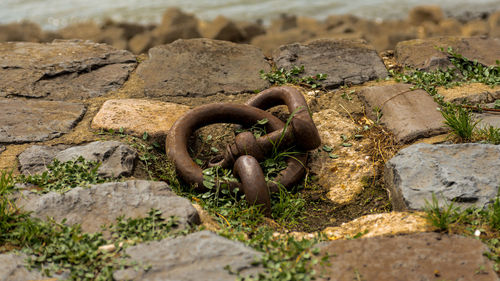 Close-up of lizard on rock