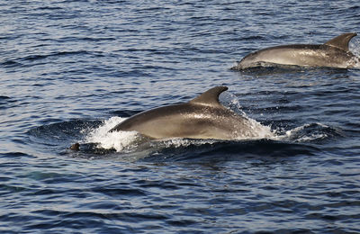 Swimming in sea