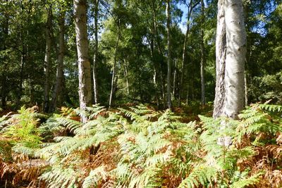 Scenic view of forest