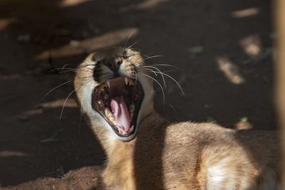 Close-up of a cat yawning