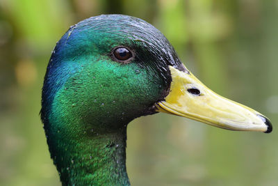 Head shot of a mallard duck 