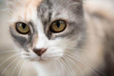 Close-up portrait of cat