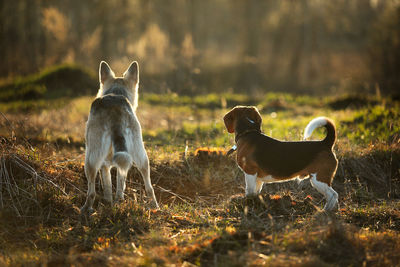 Dogs standing on field