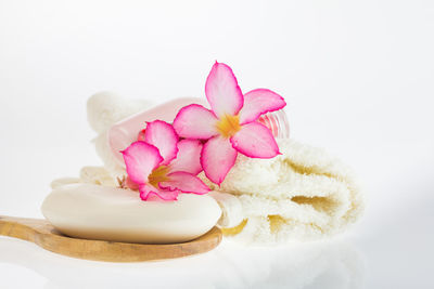 Close-up of pink roses against white background