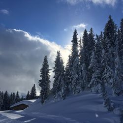 Snow covered pine trees in forest against sky