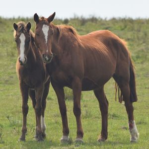 Horses standing in field