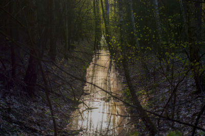 Trees in forest