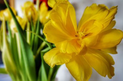 Close-up of yellow flower