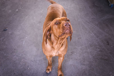 Portrait of dog standing outdoors