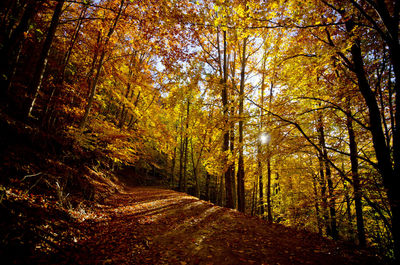 Trees in forest during autumn