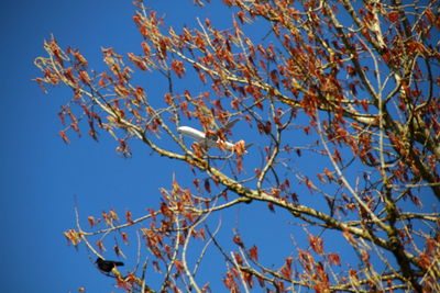 Low angle view of cherry blossoms against blue sky