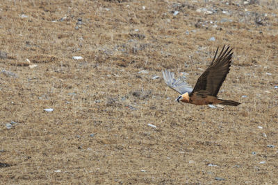 Bird flying over field