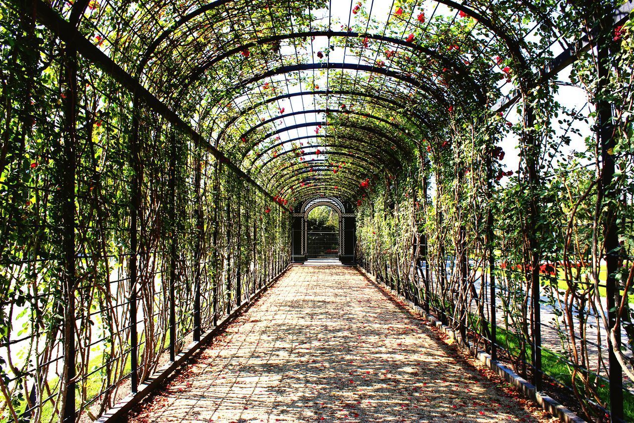 EMPTY FOOTPATH AMIDST TREES IN PARK