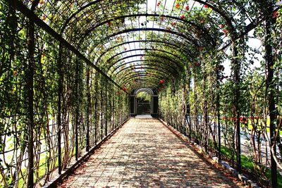 Empty footpath amidst plants in park