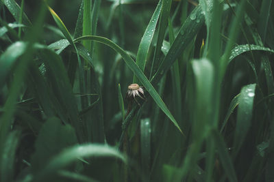 Close-up of insect on grass