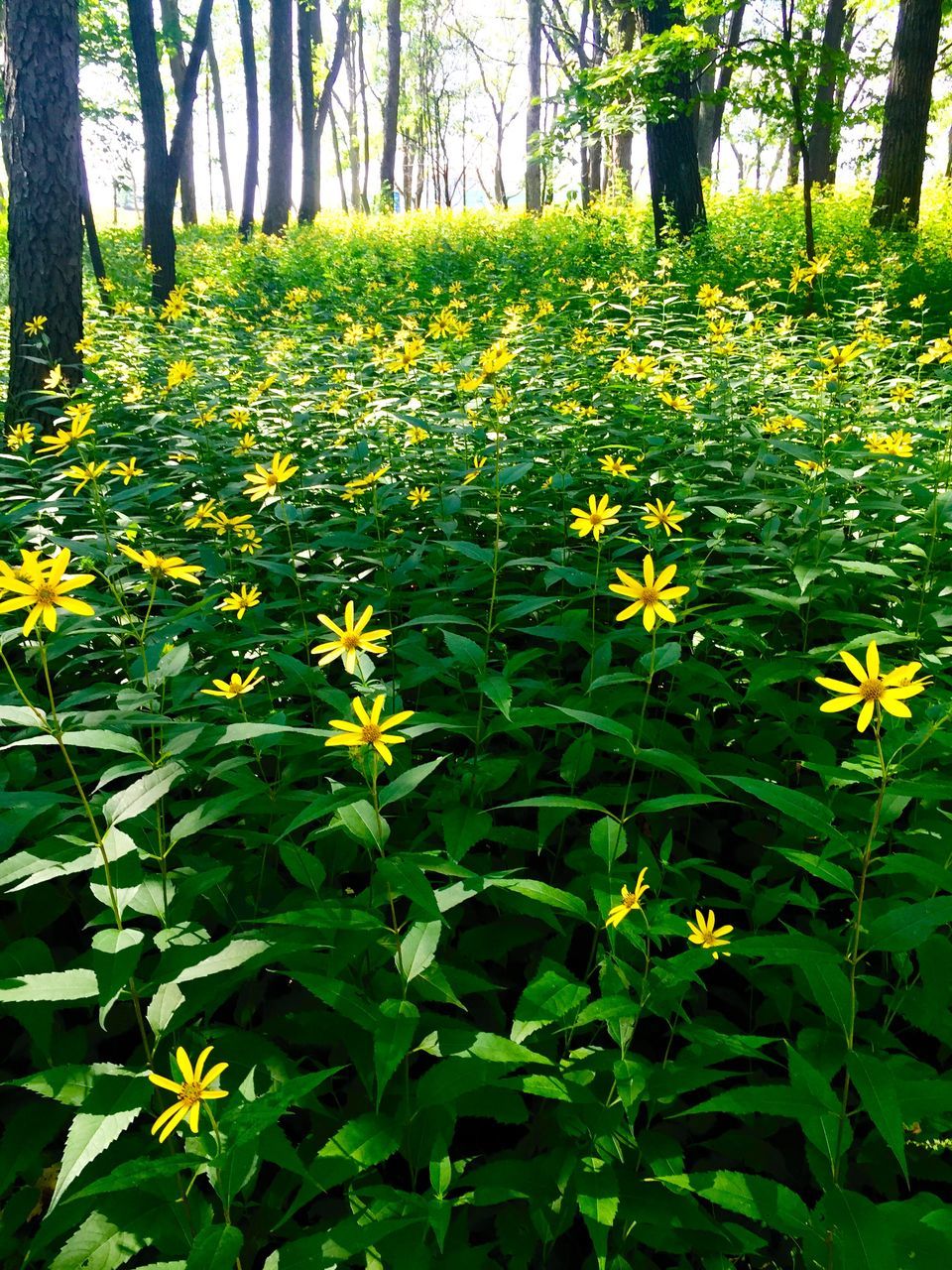 flower, growth, yellow, freshness, beauty in nature, nature, fragility, leaf, plant, tree, blooming, field, petal, blossom, tranquility, green color, in bloom, park - man made space, day, sunlight