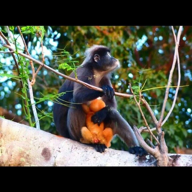 animal themes, one animal, branch, animals in the wild, tree, wildlife, bird, perching, focus on foreground, low angle view, vertebrate, nature, sitting, close-up, zoology, mammal, outdoors, looking away, monkey, day