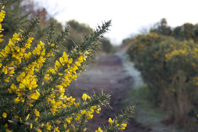 Close-up of yellow flowers against trees