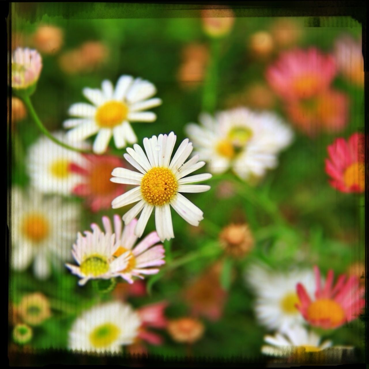 flower, freshness, petal, transfer print, fragility, flower head, growth, beauty in nature, auto post production filter, blooming, nature, white color, daisy, focus on foreground, pollen, close-up, selective focus, in bloom, blossom, plant
