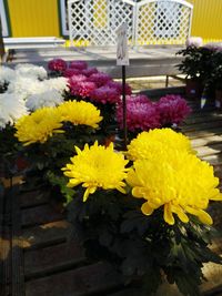 Close-up of flowers