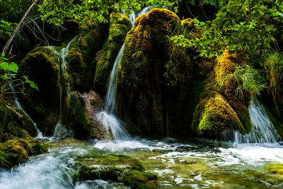 Scenic view of waterfall in forest