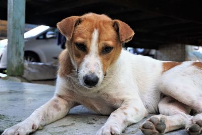 Close-up portrait of dog