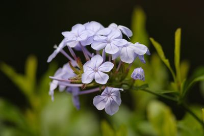 Close-up of purple flowers blooming outdoors