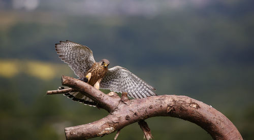 Male kestrel perched on a branch with a mouse