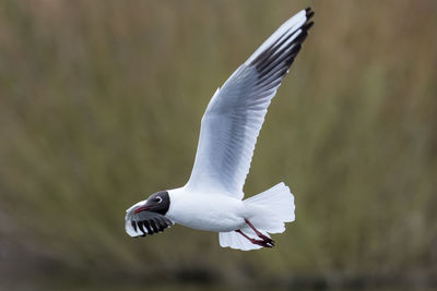 Close-up of black-headed gull flying