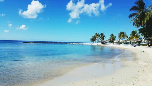 View of palm trees on beach