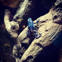 Close-up of lizard on wood